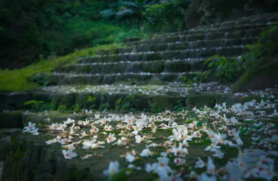 成行!五一假期【增城二龙山油桐花节】一睹美丽的五月雪秘境