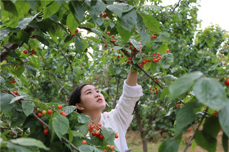 截至目前,基地已售出樱桃2000余斤,每天吸引近300名游客来此采摘.