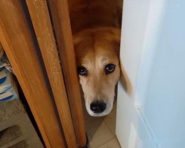 铲屎官出门的时候据说99的人受不了狗狗这样的表情