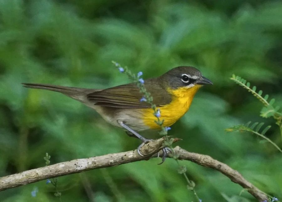 原创发出沙哑声音像在聊天一只黄色怪鸟现身美国加州专家想捕捉