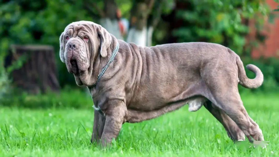 十大巨大强力獒犬品种