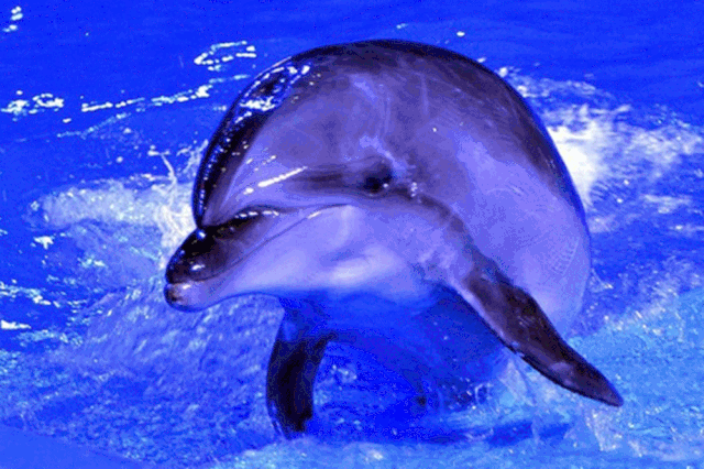 爱心门票50元|5月1日融晟极地海洋世界欢乐开园_北极熊