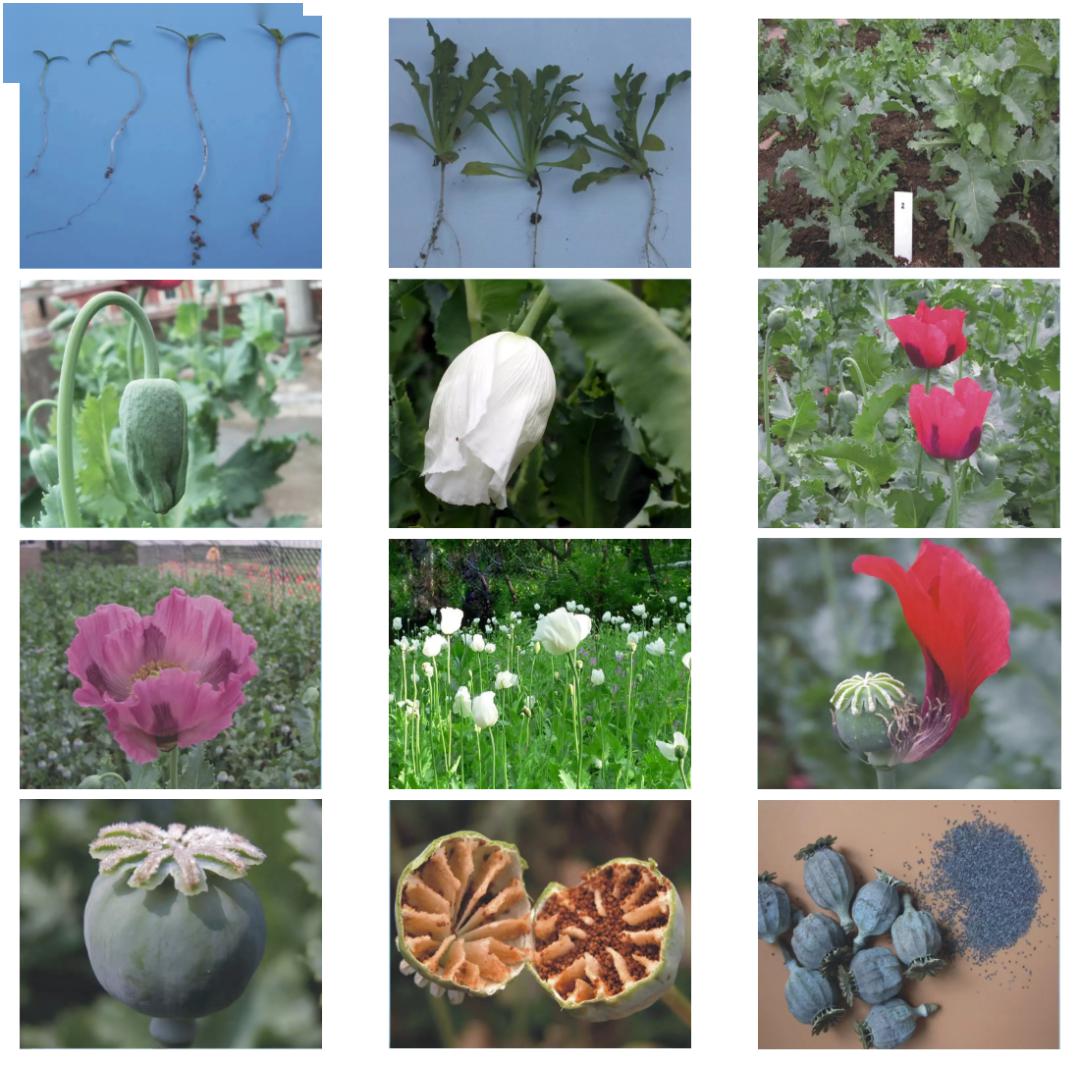 罂粟花的生长过程图片