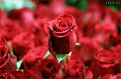 今日五一,51朵玫瑰送给群里所有人!祝你们幸福快乐,永远健康!