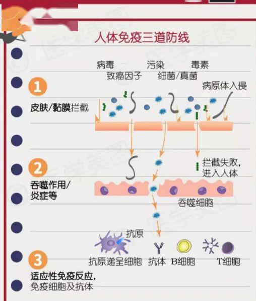 轉移因子為何能助您雙向調節免疫力