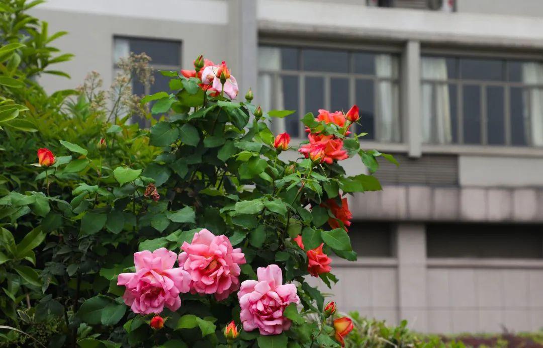 返校上课,这份时间表收好了