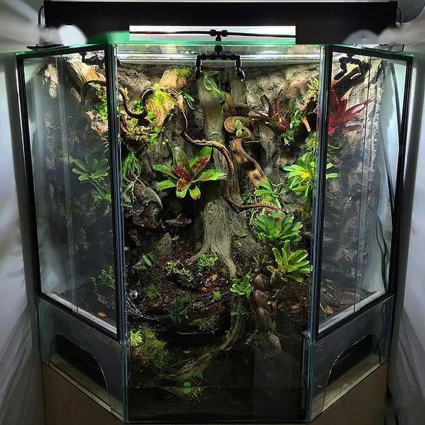 异形雨林缸这个您见过吗