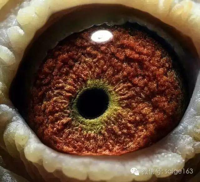 漂亮的极品种鸽眼欣赏