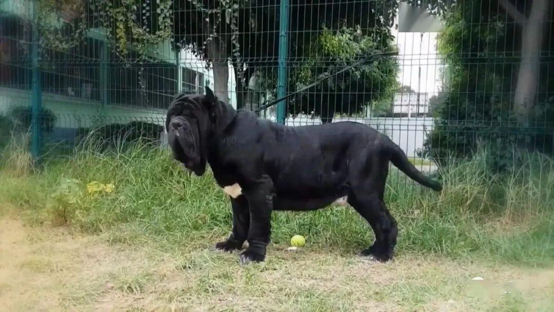 天下視野top10制霸天下十大巨大強力獒犬品種