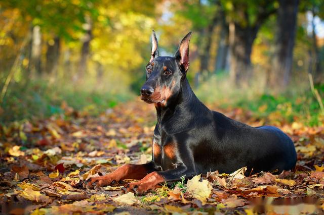 狗中猛男之稱的杜賓犬為什麼沒有被廣泛利用奈何體弱多病