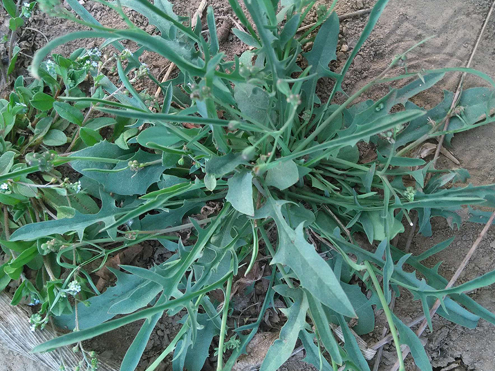 (败酱草幼苗)在民间,有着败酱草之称的植物有好几种,如苦菜,苦荬菜