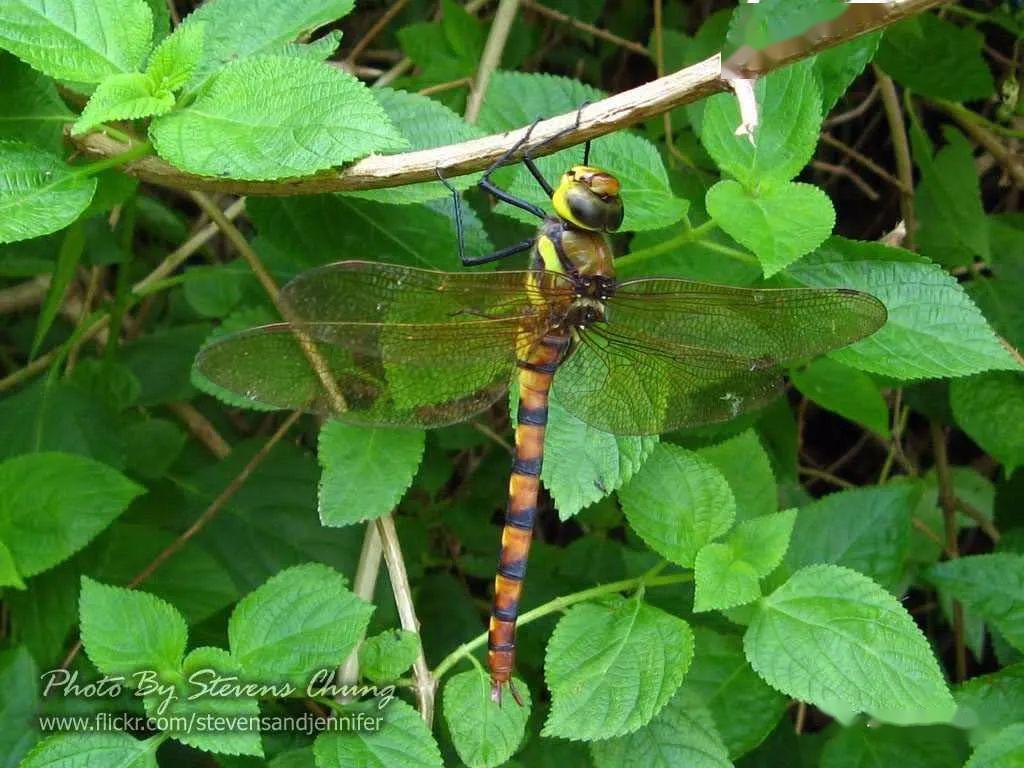 当初,有一位权威蜻蜓专家在海南发现了"黄伟蜓",不知