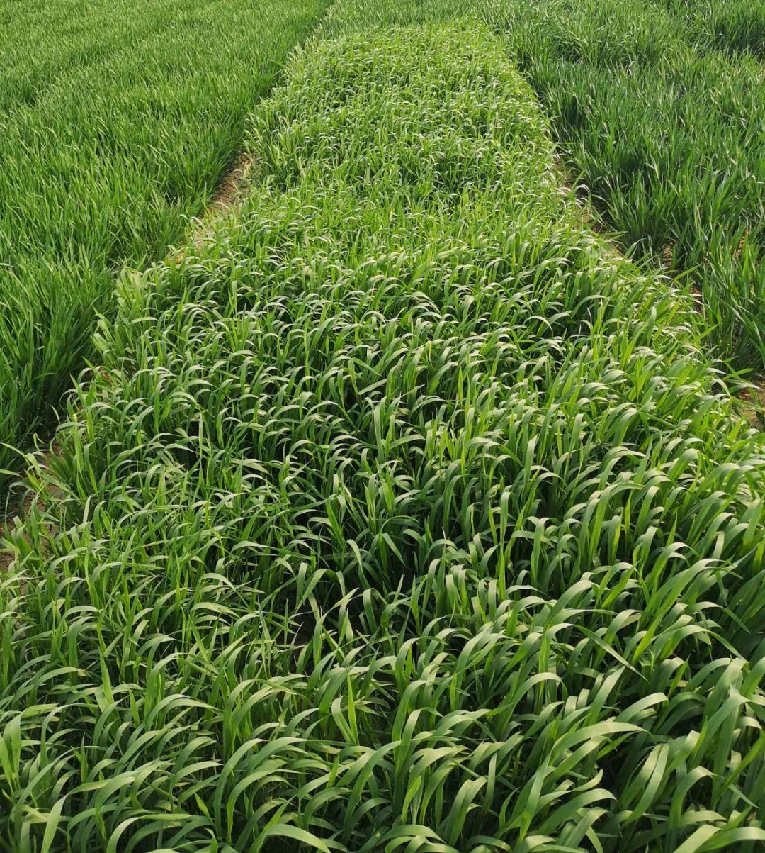 3. 新野麦子野生的特点.