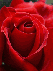 玫瑰花开动态图图片