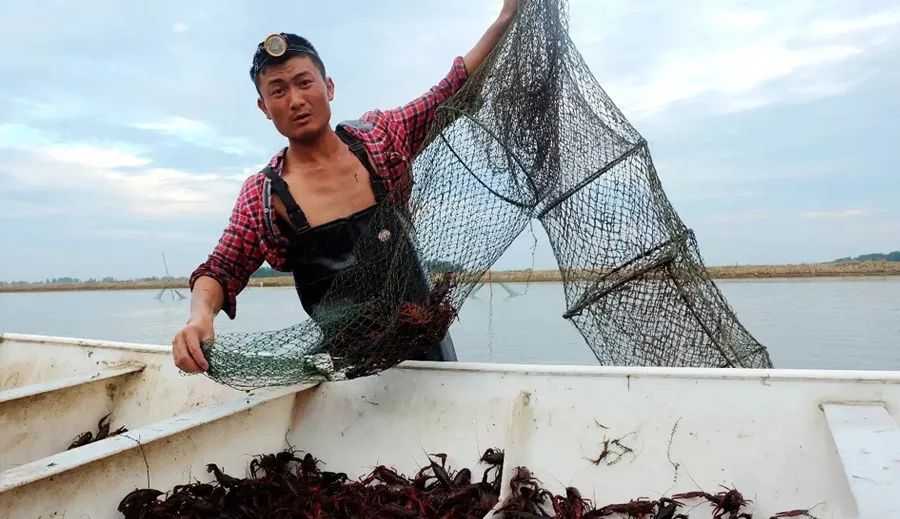 致敬养虾人将美好与善良都藏于荷塘之间