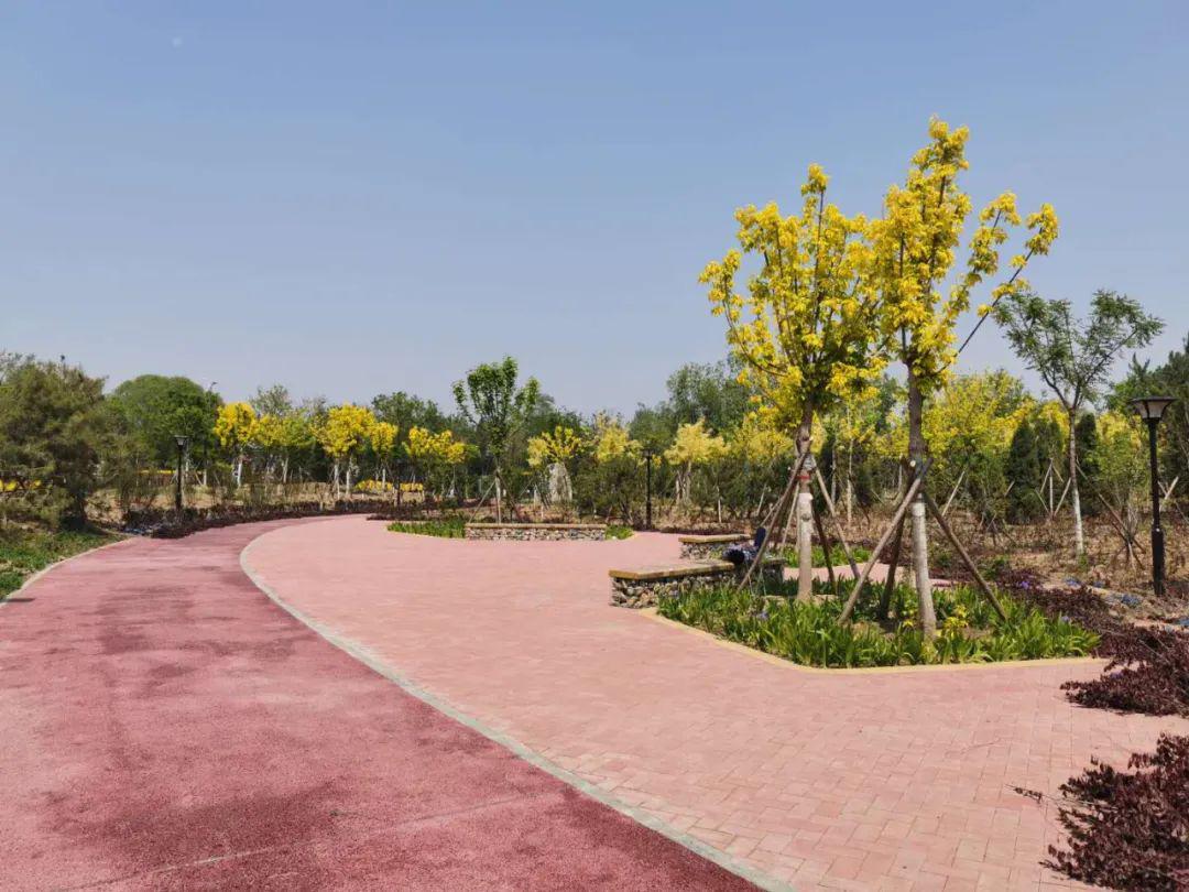 兴峪城市森林东区景色园内盛开的海棠3顺义新城生态休闲公园昨日下午