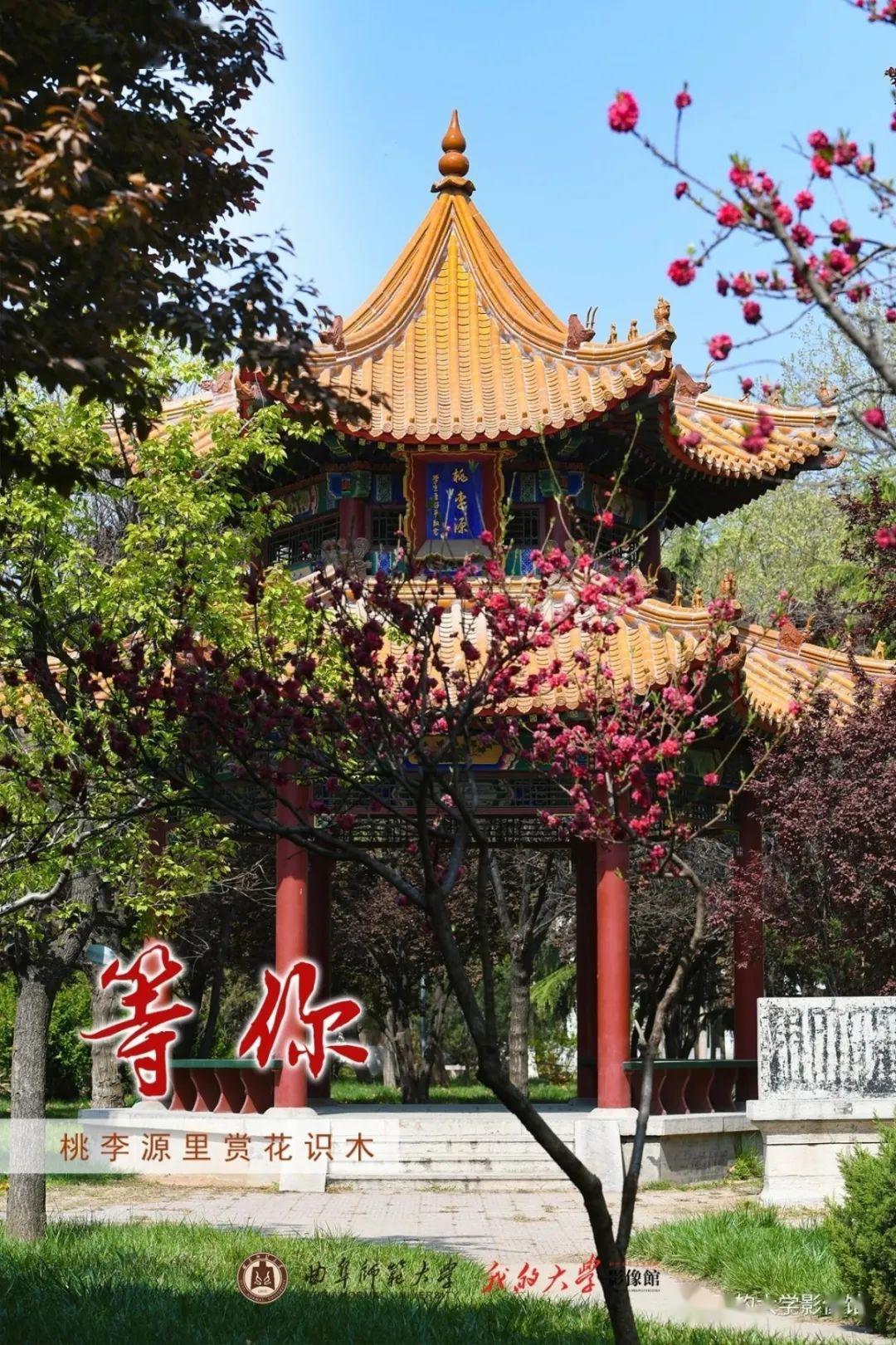 春天即将售罄_曲园