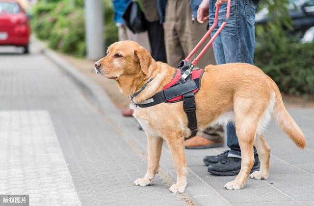 导盲犬不是宠物它们是帮助人类的职业天使请了解它尊重它