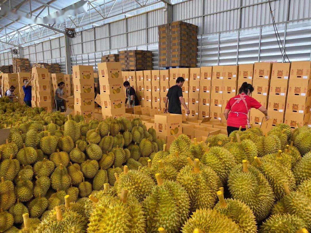 【金鹰超市】限时限量低价的泰国进口金枕榴莲仅售18.8元!能不盘它嘛?