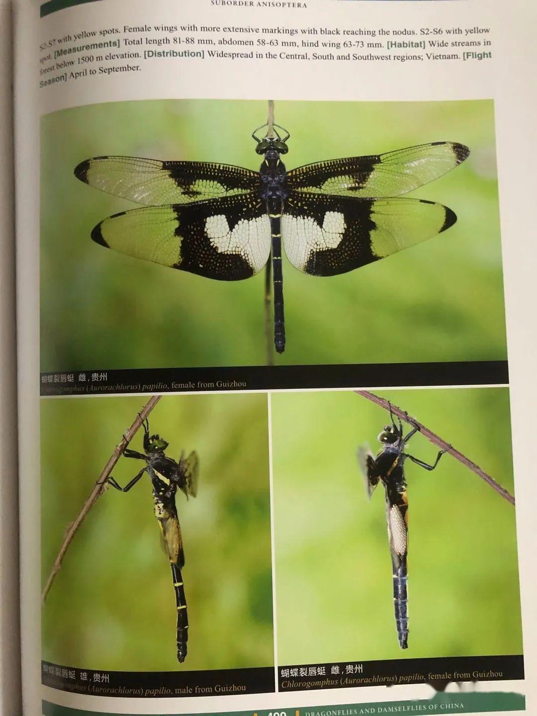 中国蜻蜓大图鉴电子版图片