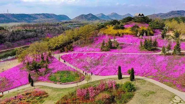 大連英歌石植物園佔地100000m05歷時11年打造鬱金香桃花園花蔥園