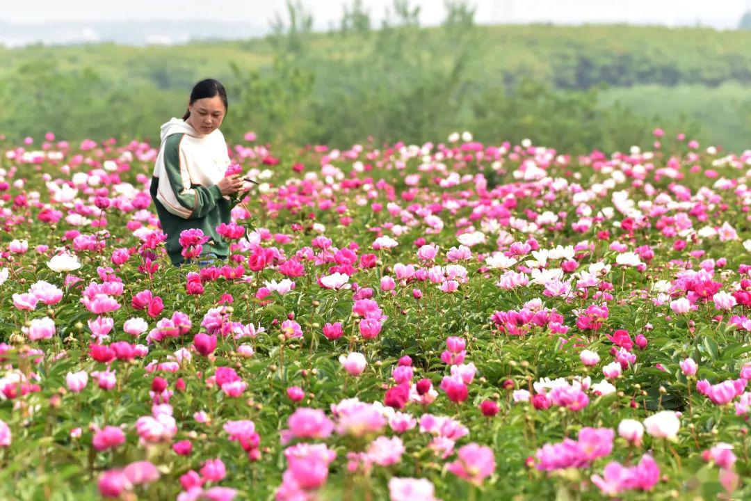 醉美中垾800亩芍药花海开了只等你来