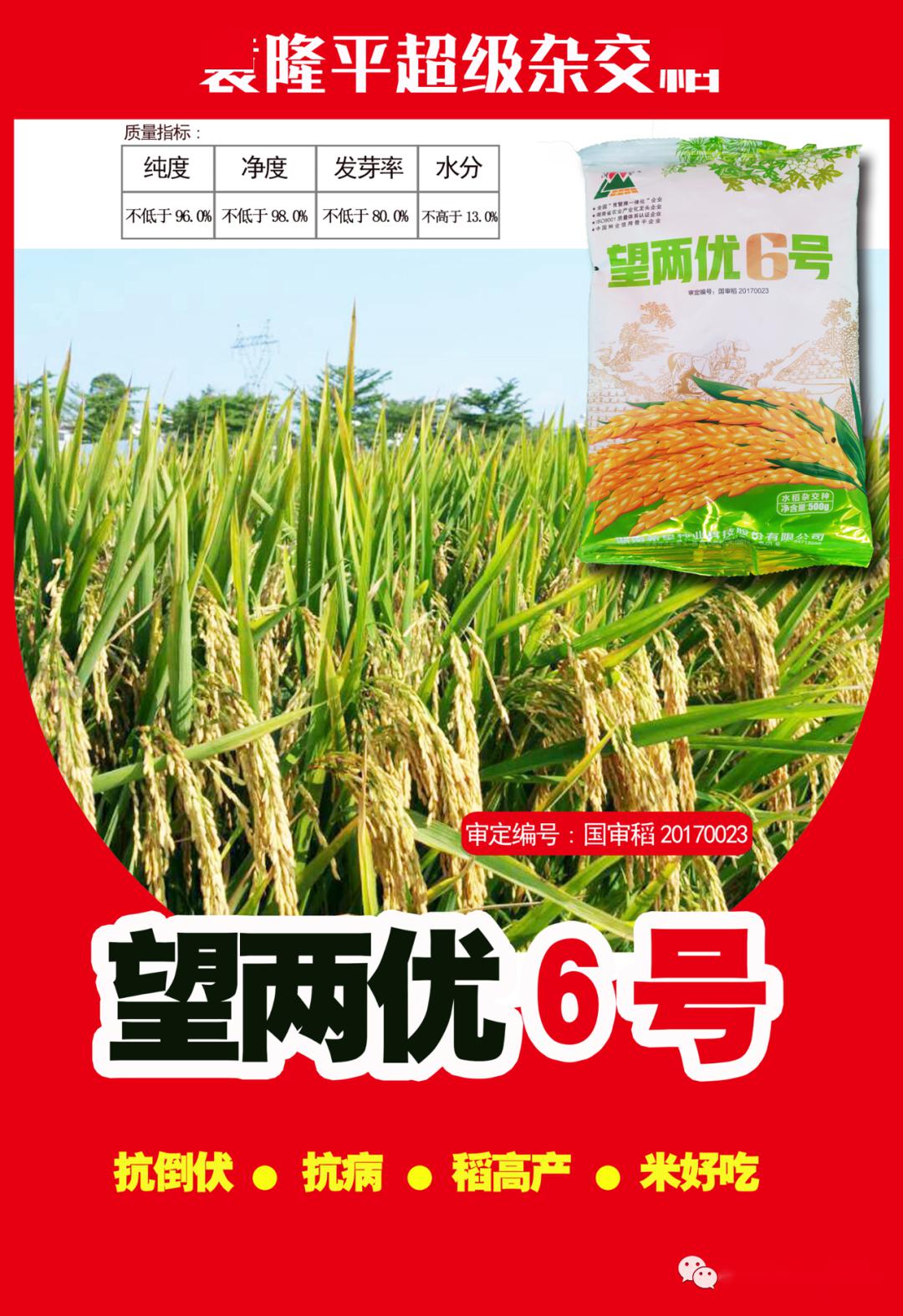 袁隆平超级杂交稻望两优6号