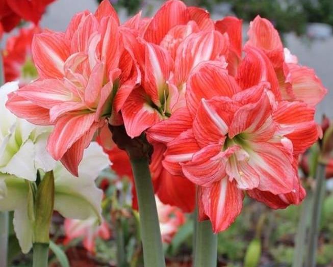 养花就养这几款全年开花不停花大色艳很漂亮谁养谁爱