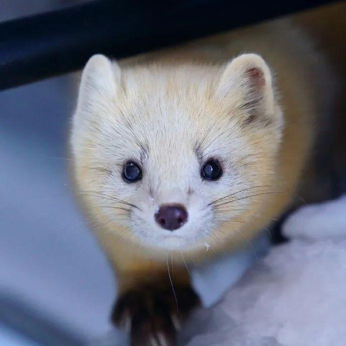 摄影师拍摄到的北海道小精灵紫貂