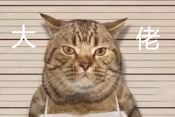 疫情期间,这只猫咪因违反禁令流出引发网友热议!被警方逮捕的"罪犯照"
