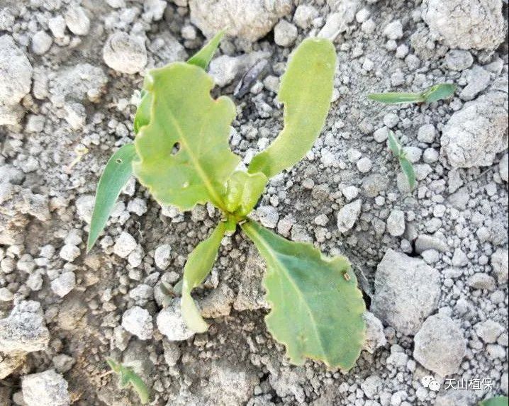 原创警报棉蓟马偏早发生和越冬代棉铃虫产卵量大