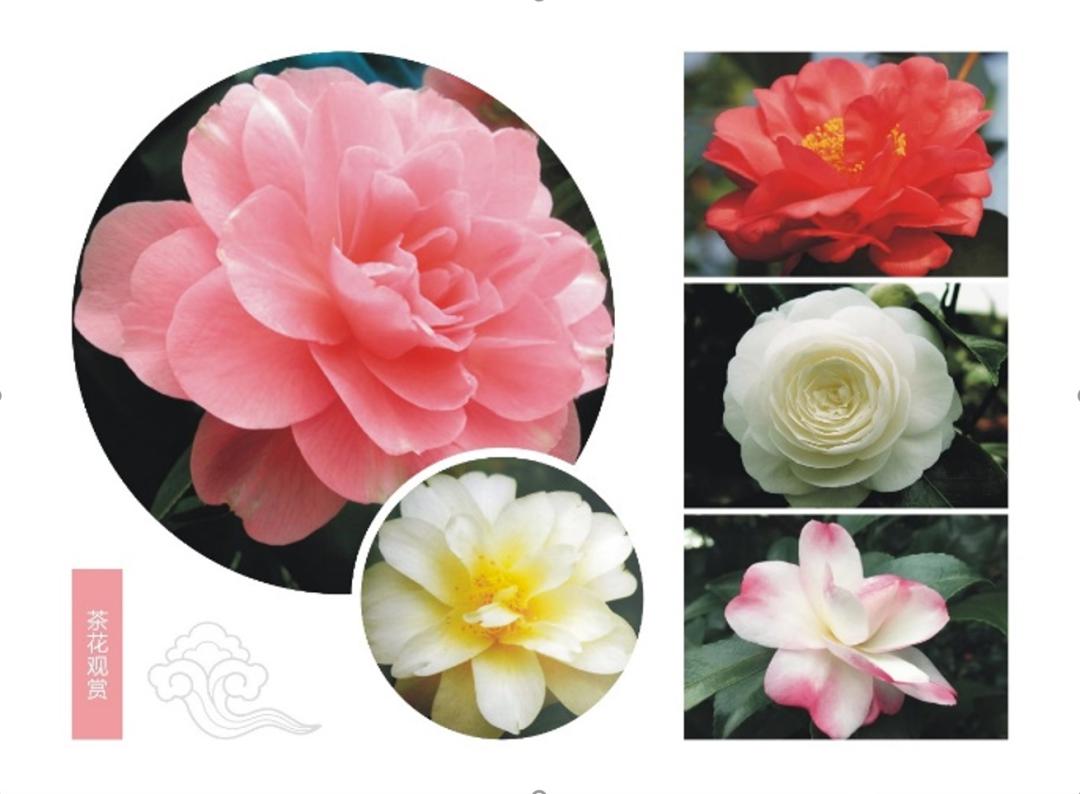 从化这个公园被认证为国际杰出茶花园