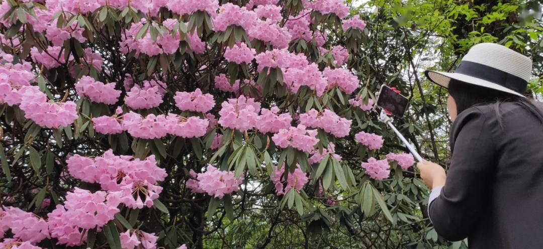 18万亩杜鹃花正在盛放快来峨眉山走花路