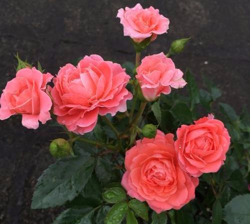 香香公主月季好看好养香味十足不养肯定后悔