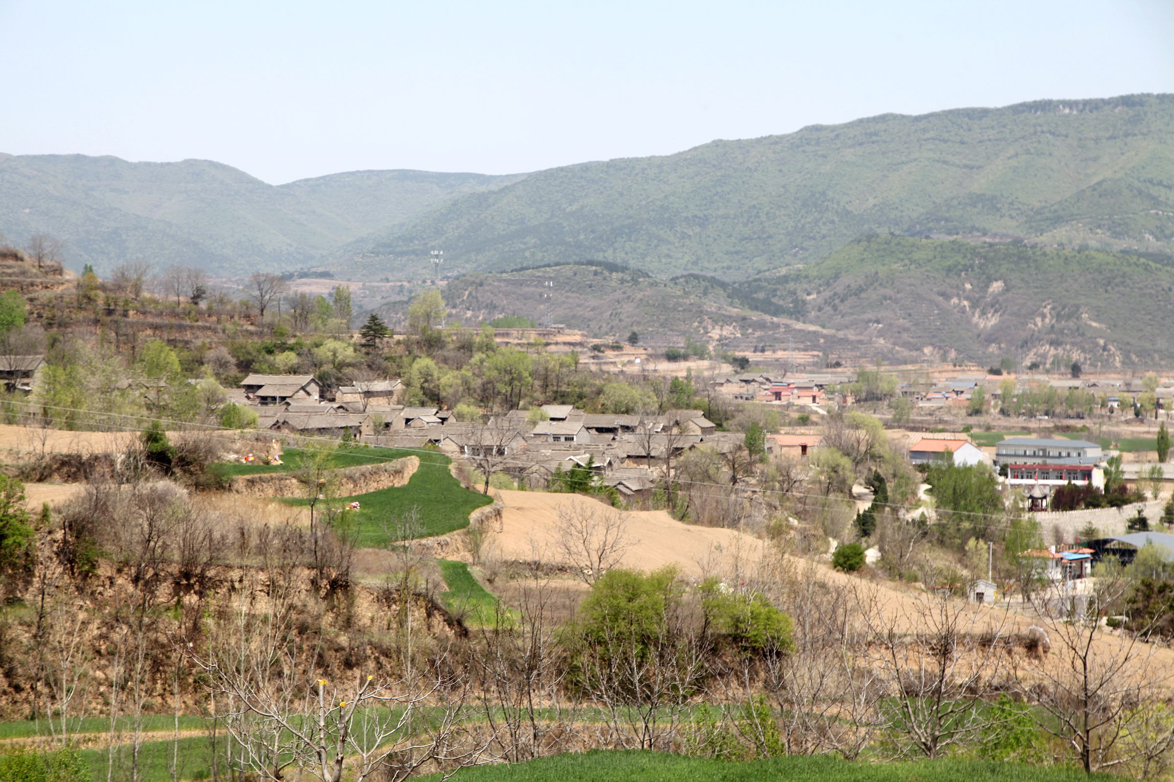 树围三人合抱不住,果实可以压榨食油,树皮叶可我们在当地农村找到了一