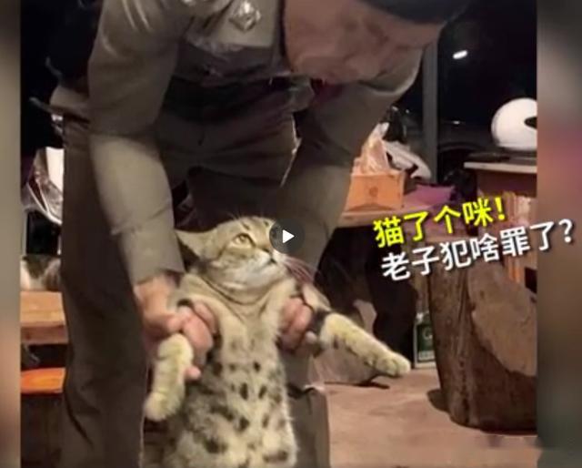 泰国猫咪疫情期间外出,竟然被警方逮捕,引起网上热议社会猫