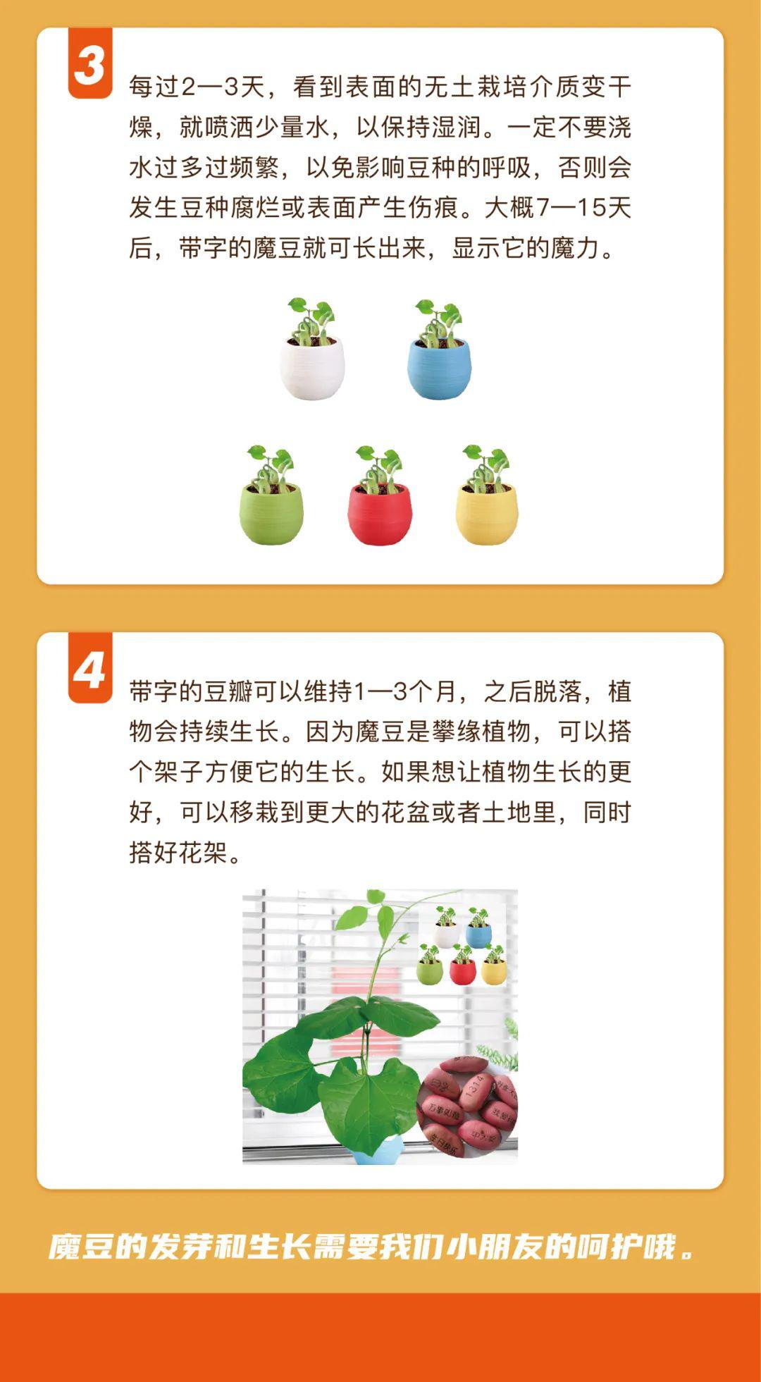 魔豆种植第二季