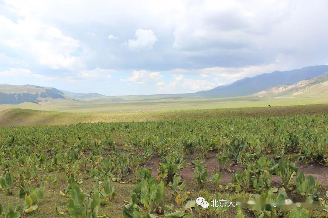 刘子凡丝绸之路上的弓月城与弓月道