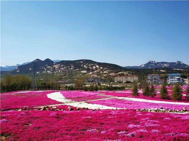 五一赏花威海这些地别错过