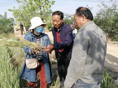 4月29日上午,城關鎮方里村村民冀忠民蹲在自家小麥地頭一籌莫展,他不