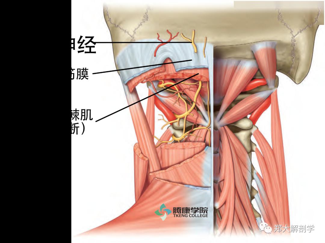 穿出斜方肌腱膜和深筋膜枕大神經易卡壓部位枕大神經痛是枕大神經支配