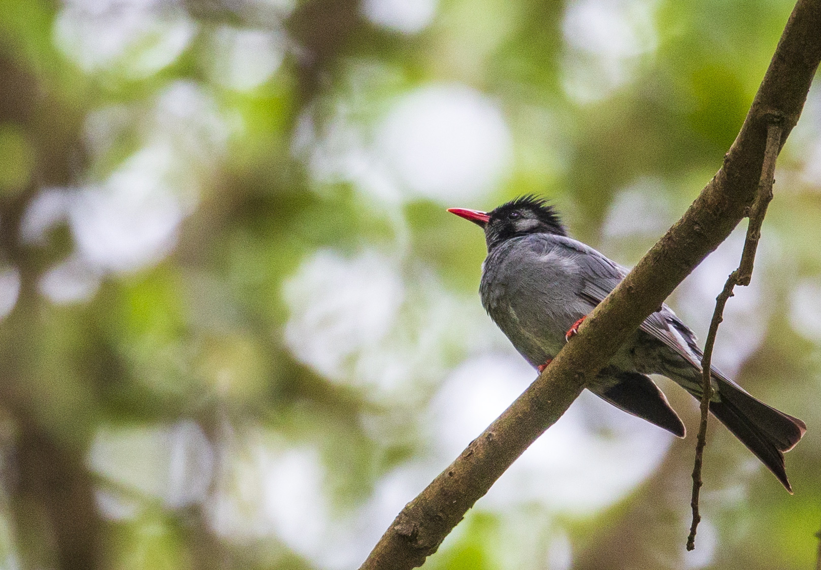 外代,2020年5月1日 这是4月30日在尼泊尔加德满都拍摄的红嘴黑鹎