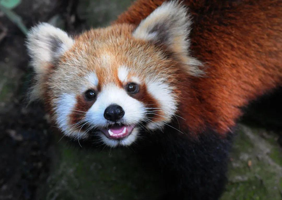 比起爪子脸颊尖尖的浣熊,小熊猫更加圆润可爱.