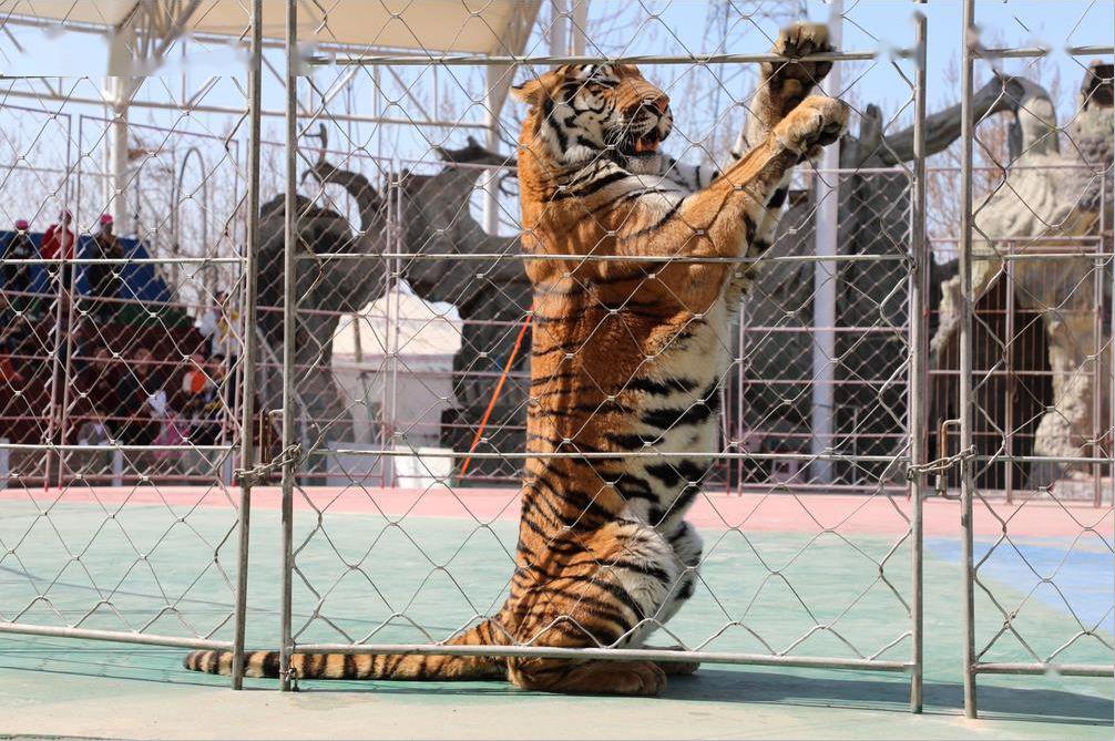 濮陽東北莊野生動物園五一期間穿漢服遊濮水小鎮可以在小鎮西門主入口