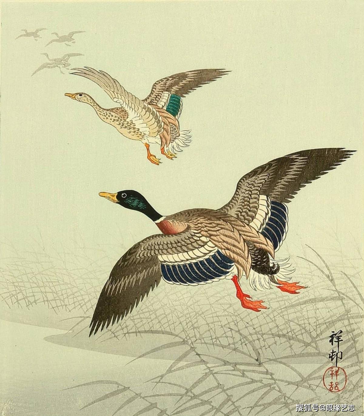 花鳥畫就是畫畫小動物?日本畫家小原古邨的情,趣,氣