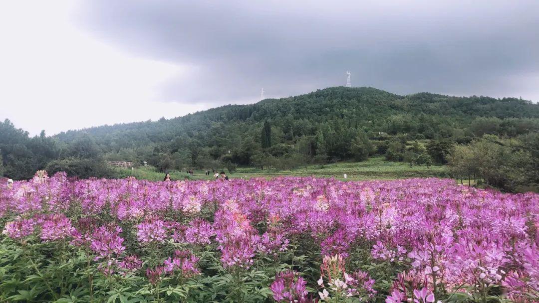 名花谷生态园地址图片