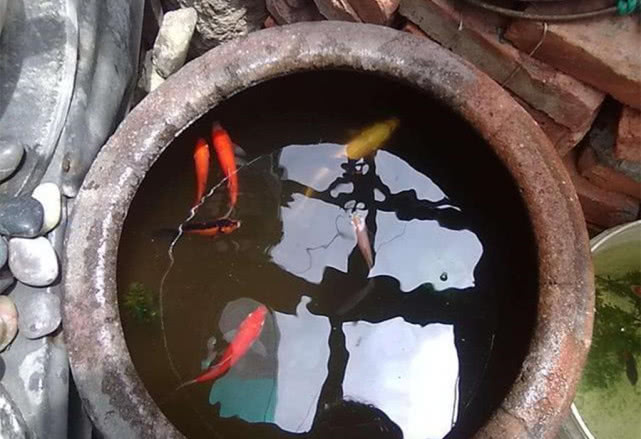 原创在乡下水缸里无人喂养的鱼为什么十几年都不会被饿死