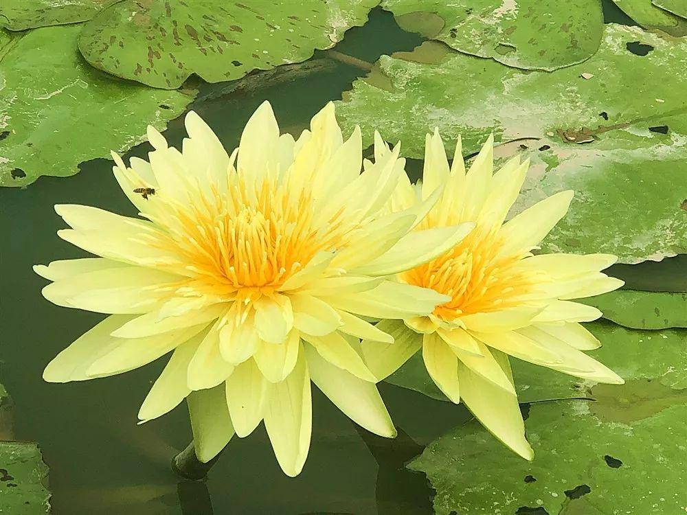 福水莲花艺术区有金,黄,紫,蓝,赤,茶,绿,红,白等九大色系,每一个花色