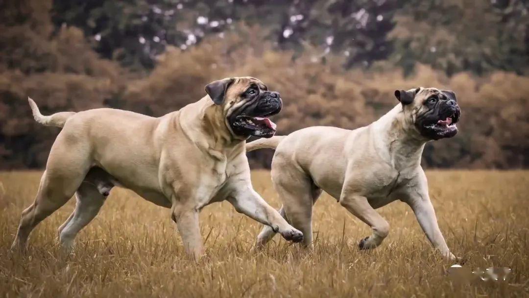 天下视野top10制霸天下十大巨大强力獒犬品种