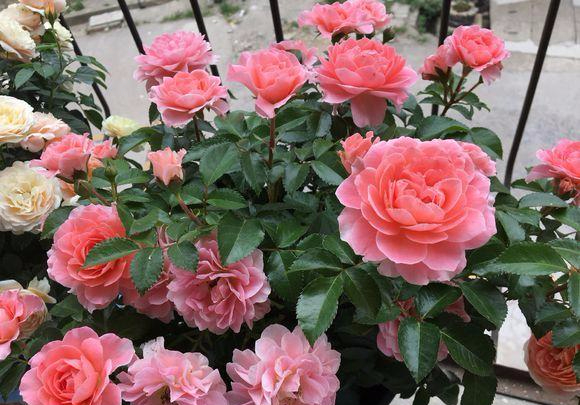 香香公主月季好看好养香味十足不养肯定后悔